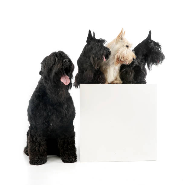 istock Studio shot of an adorable Black Russian Terrier and three Scottish terrier 1185677879