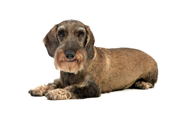 istock Studio shot of an adorable wire haired Dachshund 1185677938