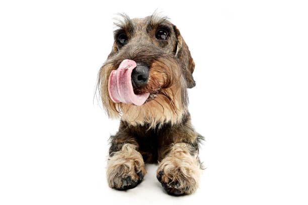 Studio shot of an adorable wire haired Dachshund licking his lips, isolated on white.