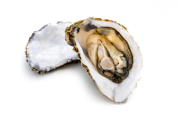 Open oyster isolated on white background Close up view of a fresh open oyster isolated on white background. XXXL 42Mp studio photo taken with Sony A7rii and Sony FE 90mm f2.8 macro G OSS lens oyster photos stock pictures, royalty-free photos & images