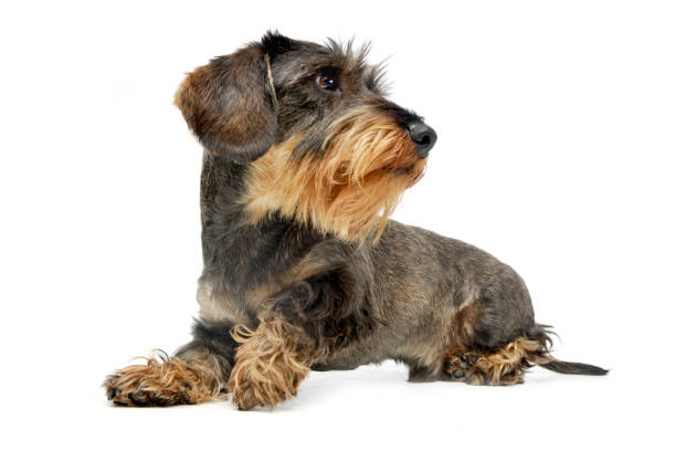 istock Studio shot of an adorable wire haired Dachshund 1185677989