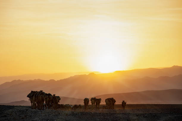 일몰에 대한 낙타 캐러밴, 다나킬 사막, 에티오피아 - animal africa ethiopia mule 뉴스 사진 이미지