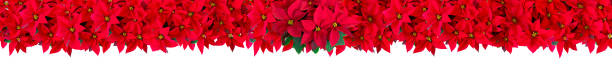 istock Christmas red, potted flower, design, illustration background 1185678272