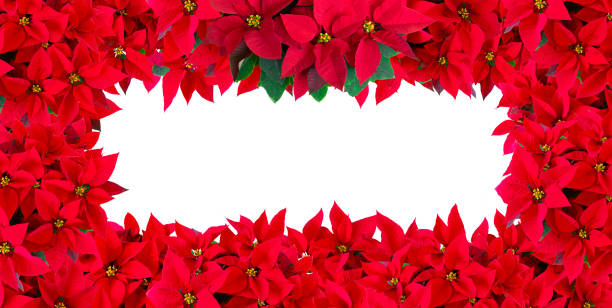 istock Christmas red, potted flower, design, illustration background 1185678506