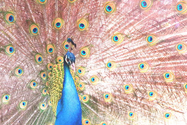 istock beautiful indian peacock with peacock feathers in the peacock's tail 1185678621