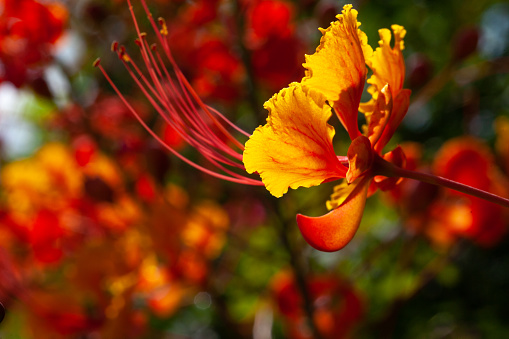 Colorful fall background with Caesalpinia or Mexican Bird of paradise flower