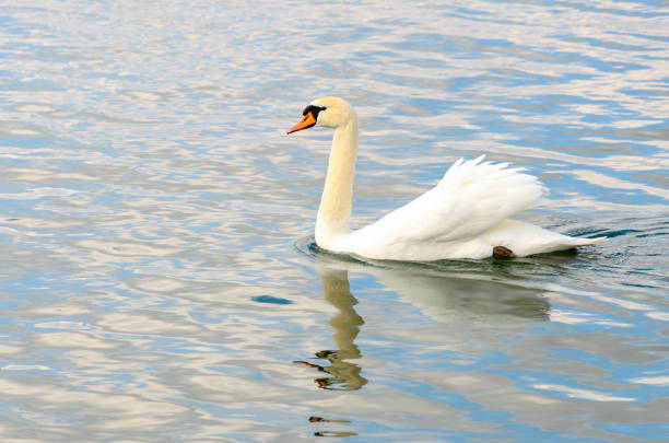 White mute swan swimming on calm rippling water with reflection in a side view with wing partly raised