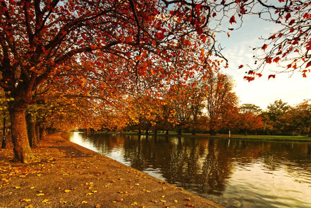 Autumn sunset on the River Great Ouse, Bedford Embankment, England, UK At sunset, autumn colors on the trees reflect in the water of the River Great Ouse, Bedford, Bedfordshire, England, UK ouse river photos stock pictures, royalty-free photos & images