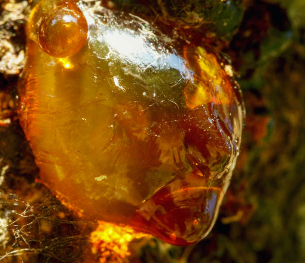 istock Smooth red orange resin, on a branch of apricot tree 1185682220