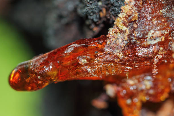 istock Long intimate red resin on apricot tree 1185682358