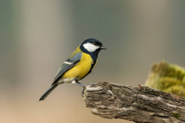 istock Beautiful nature scene with Great tit (Parus major). 1185682449