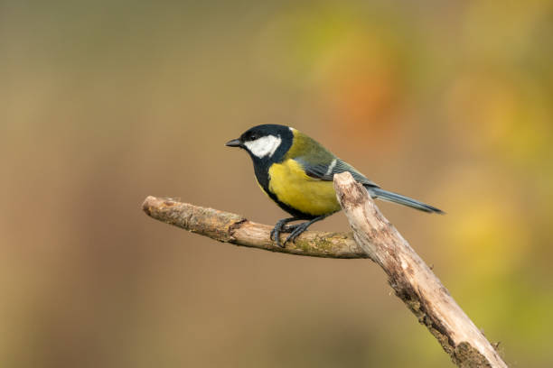 istock Beautiful nature scene with Great tit (Parus major). 1185682510