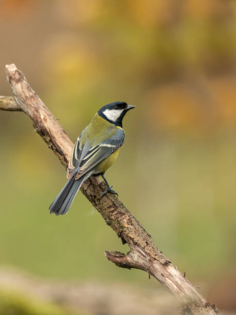 istock Beautiful nature scene with Great tit (Parus major). 1185682647
