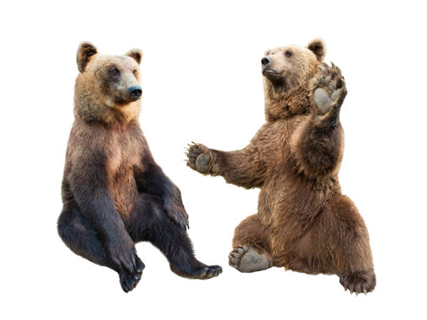 istock brown bear stands on its hind legs and the second looks at it on a white 1185682658
