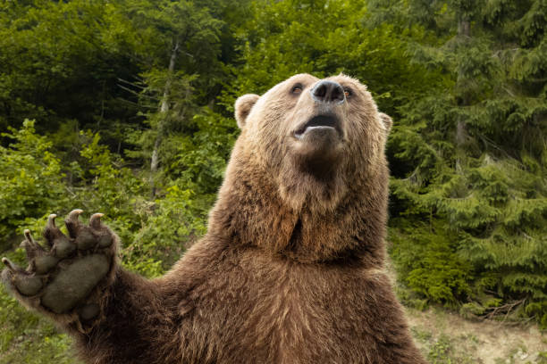 istock bear with a paw paw in the wild 1185682693