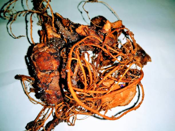 istock A picture of tamarind 1185682696
