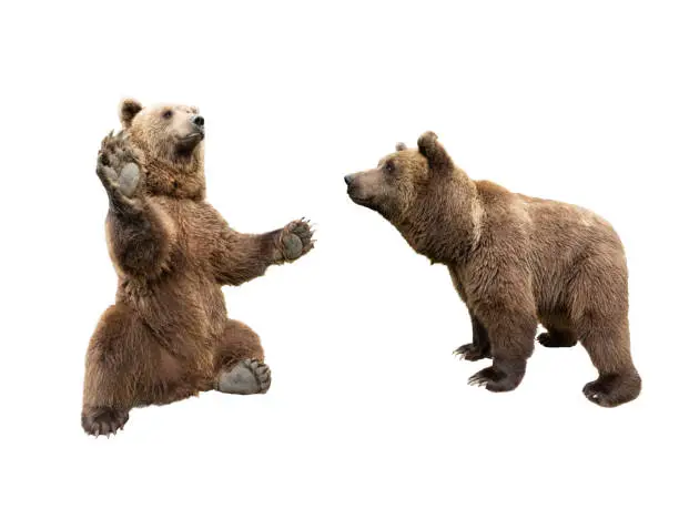 Photo of brown bear stands on its hind legs and the second looks at it on a white