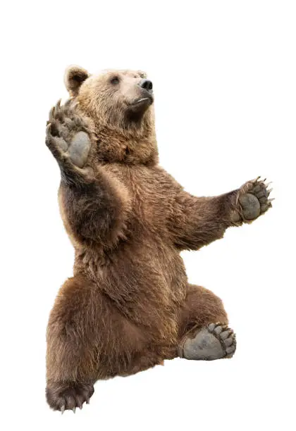 Photo of brown bear stands on its hind legs on a white