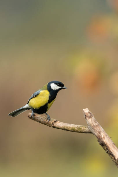 istock Beautiful nature scene with Great tit (Parus major). 1185682719