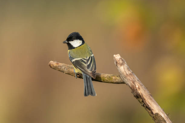 istock Beautiful nature scene with Great tit (Parus major). 1185682829