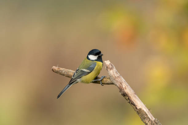 istock Beautiful nature scene with Great tit (Parus major). 1185682833
