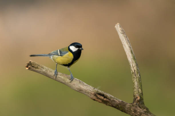 istock Beautiful nature scene with Great tit (Parus major). 1185682867