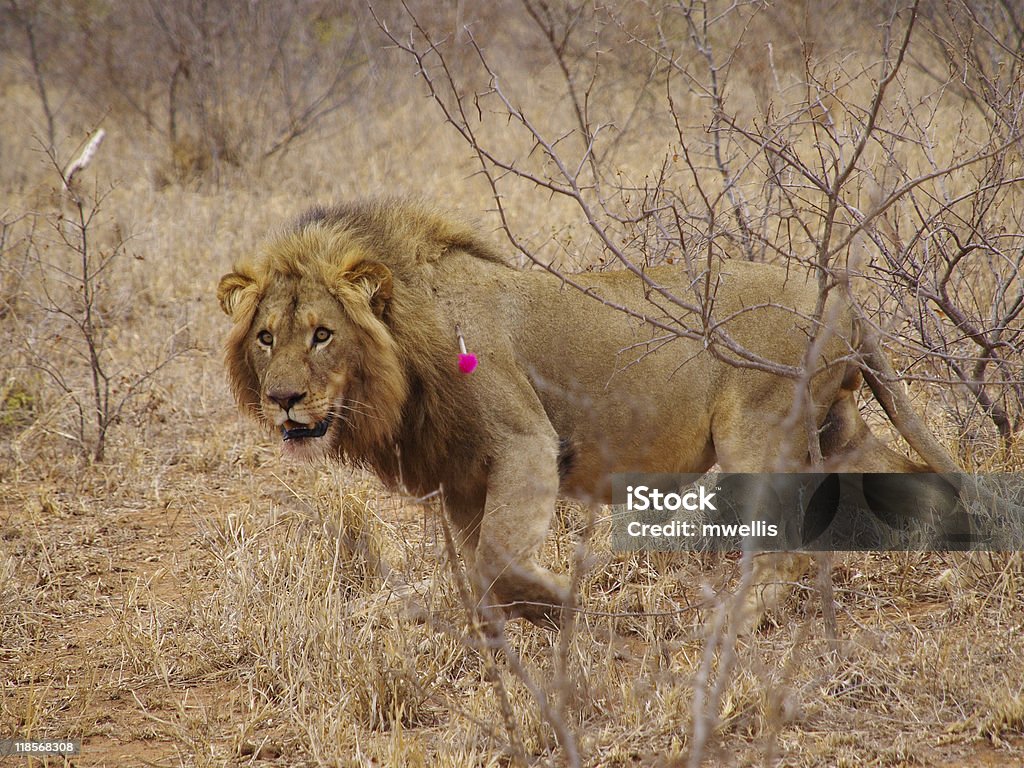 Leão Com dart tranquilizer em seus ombros - Foto de stock de Andar royalty-free