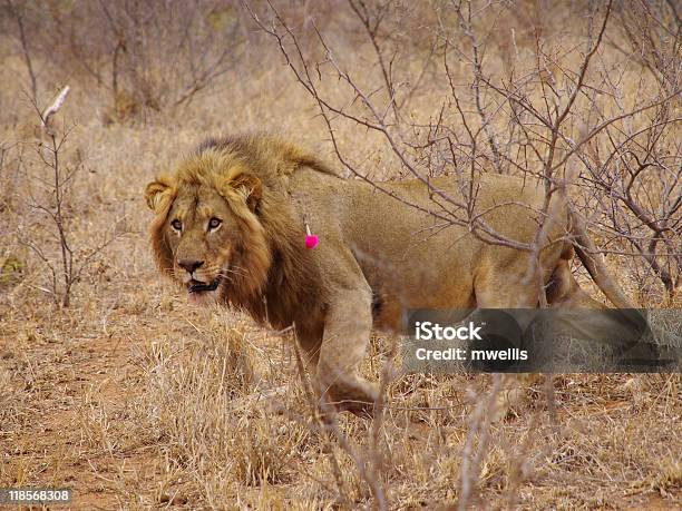 Foto de Leão Com Dart Tranquilizer Em Seus Ombros e mais fotos de stock de Andar - Andar, Animais Machos, Animais de Safári