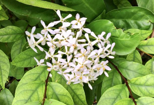 istock Fresh White Ixora Flowers in A Garden 1185683717