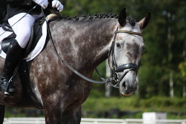 Gray sport horse portrait during dressage competition