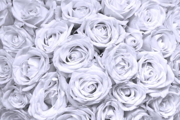 istock floral background with bouquet of white roses 1185683743