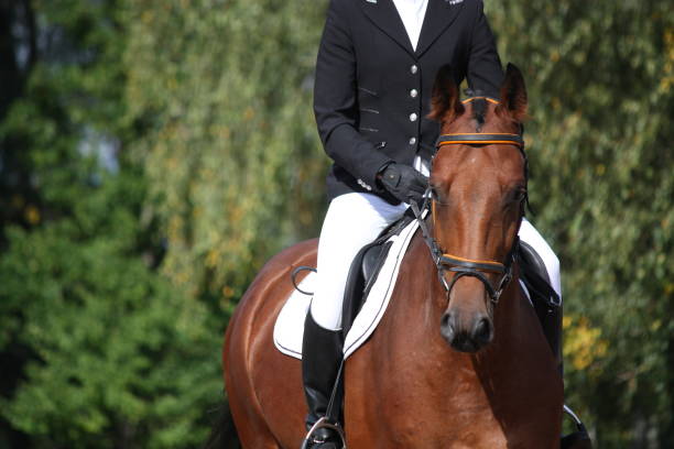 istock Bay sport horse portrait 1185683766