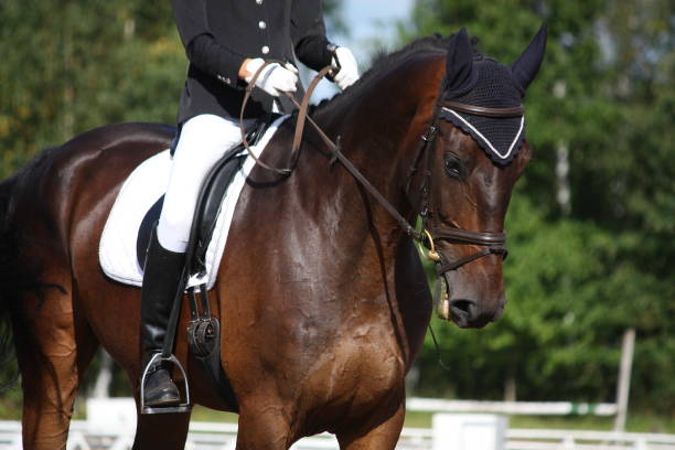 istock Bay sport horse portrait 1185684062
