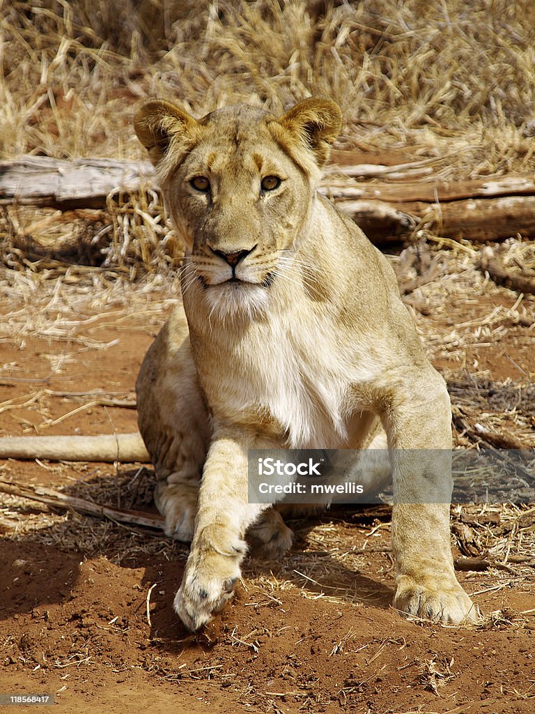 Lion standing up  Africa Stock Photo