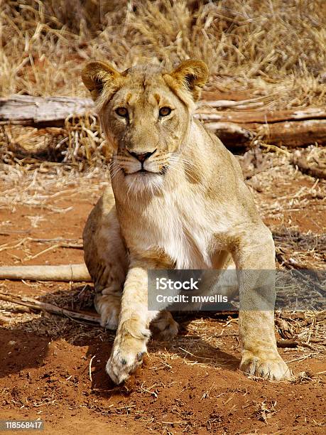 Lion Standing Up Stock Photo - Download Image Now - Africa, Aggression, Animal Body Part