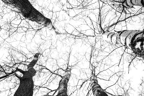 Photo of Low angle view of trees in forest b/w