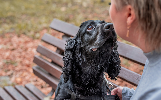 Pet care concept. Black Cocker Spaniel sitting on the bench outdoors in the park with the owner