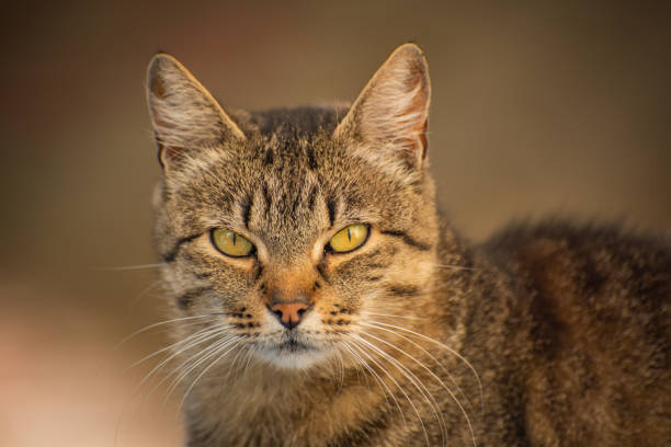 istock Portrait of a watching cat 1185698802