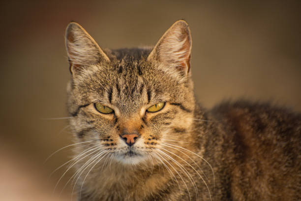 istock Portrait of a watching cat 1185698899