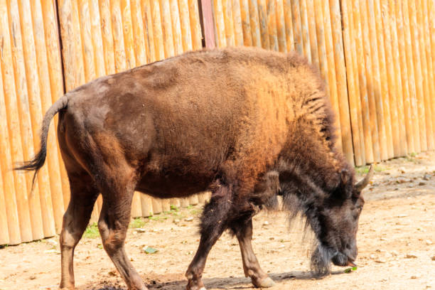 europäischer bison (bison bonasus), auch bekannt als wisent, auroch in einem fahrerlager auf dem bauernhof - auroch stock-fotos und bilder