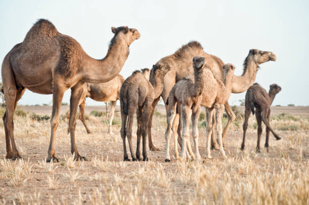 camels - bactrian camel imagens e fotografias de stock