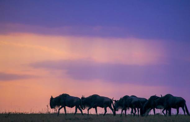 istock Wildebeest herd walking at the plain of maasai mara 1185709116