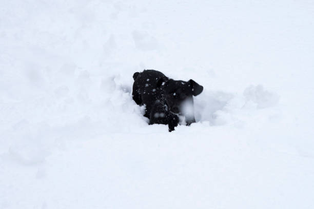 istock my dog playing in the snow 1185709168
