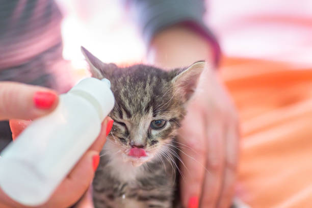 istock Little gray kitten drinks milk from a bottle. Feeding kittens without a nursing cat. Kittens on artificial feeding. 1185709486