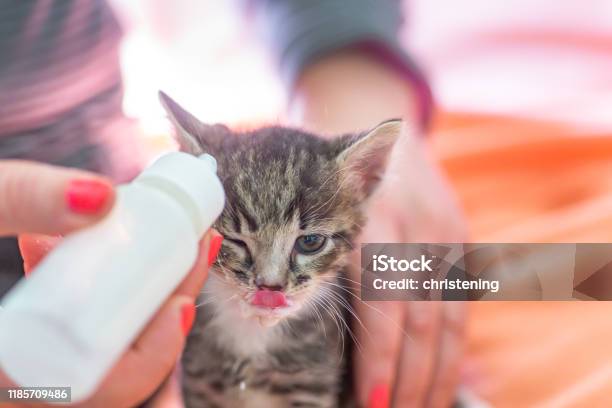 ลูกแมวสีเทาตัวน้อยดื่มนมจากขวด ให้อาหารลูกแมวโดยไม่มีแมวพยาบาล ลูกแมวในการให้อาหารเทีย  ภาพสต็อก - ดาวน์โหลดรูปภาพตอนนี้ - Istock