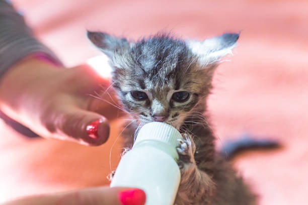 istock Little gray kitten drinks milk from a bottle. Feeding kittens without a nursing cat. Kittens on artificial feeding. 1185710125