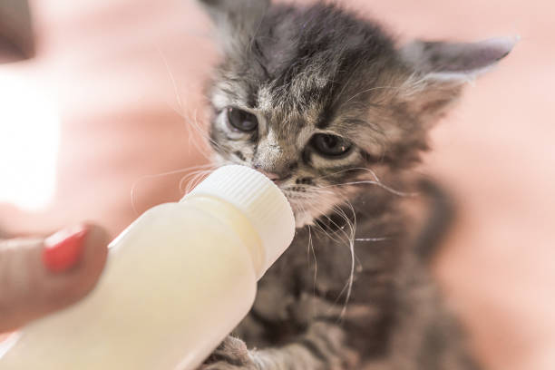 istock Little gray kitten drinks milk from a bottle. Feeding kittens without a nursing cat. Kittens on artificial feeding. 1185710203