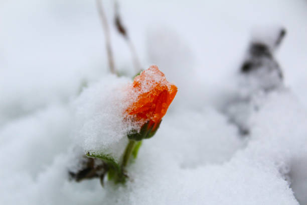 istock flowers marigold in the snow 1185710505
