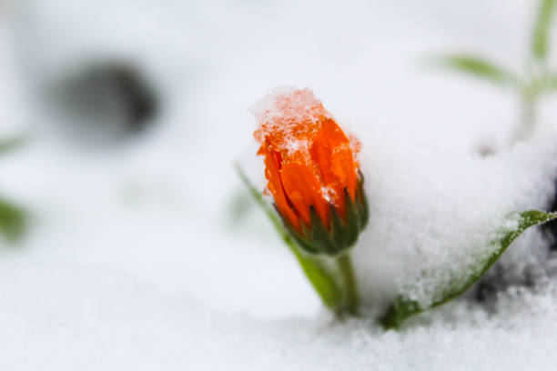 photo flower marigold in a snowdrift.Bud with petals of orange color.green stem with leaf visible.in autumn, white snow fell. the flowering plant is covered with ice snowflakes.