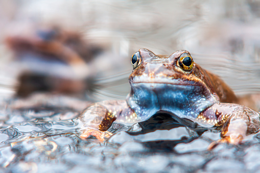 Frog in water macro photography